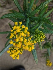 Senecio odoratus