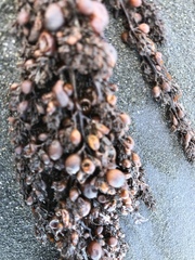 Sargassum sinclairii