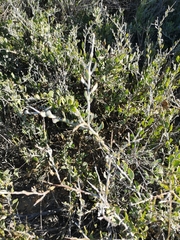 Osteospermum spinosum