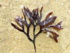 Sargassum muticum
