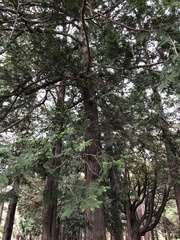 Chamaecyparis obtusa