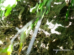 Eutropis multifasciata