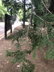 Chamaecyparis obtusa