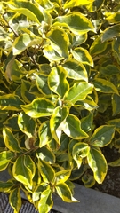 Angiospermae