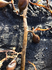 Carpophyllum flexuosum