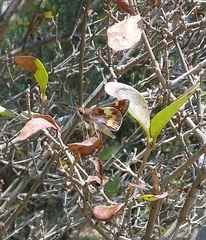 Lon melane vitellina