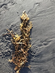 Carpophyllum flexuosum