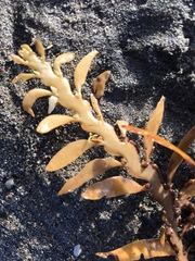 Carpophyllum flexuosum