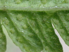 Pseudophegopteris hirtirachis