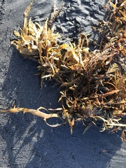 Carpophyllum flexuosum