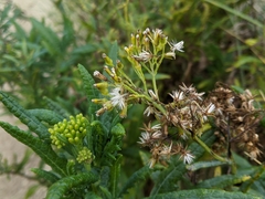 Senecio odoratus