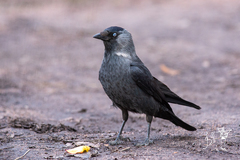 Corvus monedula