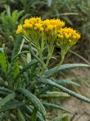 Senecio odoratus