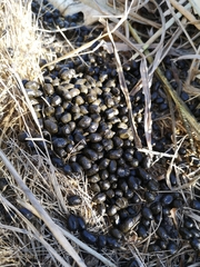 Sylvicapra grimmia