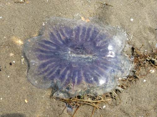 Blue Jelly, Westvoorne, Zuid-Holland, Netherlands, photo 7 of 10