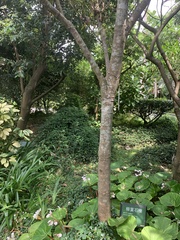 Lithocarpus dodonaeifolius