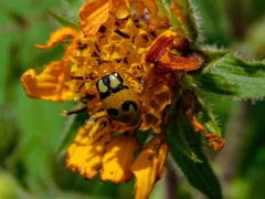 Diabrotica biannularis