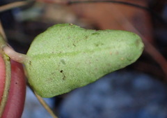 Ceropegia linearis
