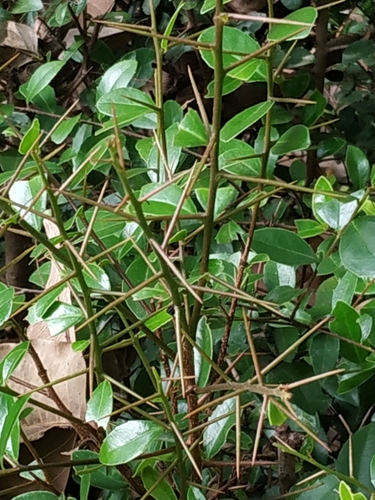 Scolopia oldhamii iNat (2)