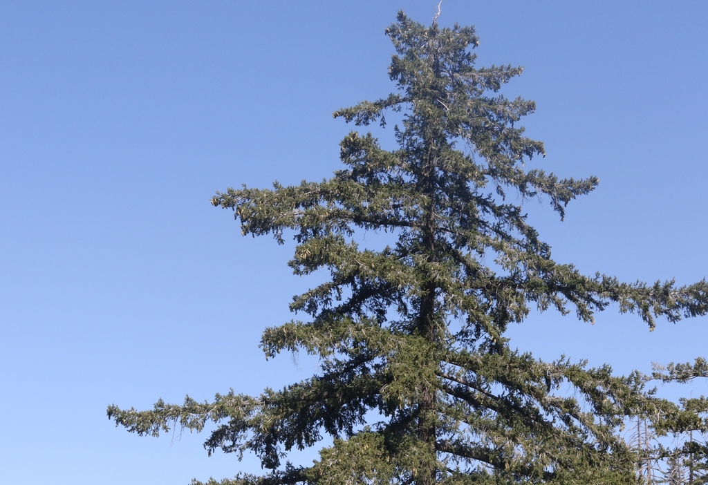 Bigcone Douglas-fir from San Diego County, CA, USA on July 2, 2017 at ...