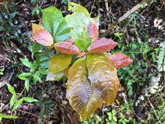 Mallotus claoxyloides