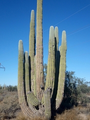Pachycereus