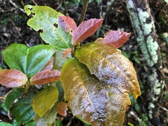Mallotus claoxyloides