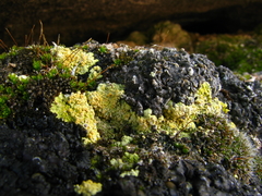 Gyalolechia subbracteata