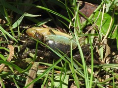 Minuca longisignalis