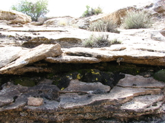 Gyalolechia subbracteata