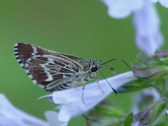 Amblyscirtes aesculapius