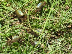 Minuca longisignalis