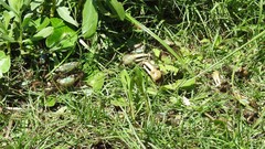 Minuca longisignalis