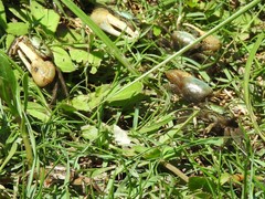 Minuca longisignalis