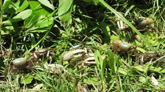 Minuca longisignalis