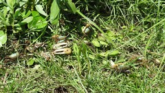 Minuca longisignalis