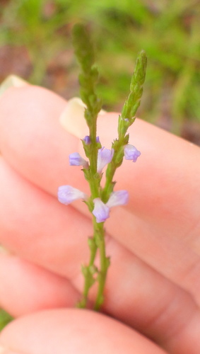 Verbena halei observed 2021-05-01