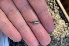 Rasbora borapetensis