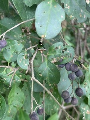 Anaca fasciata