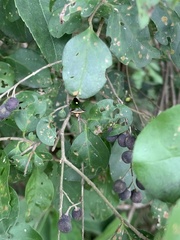 Anaca fasciata