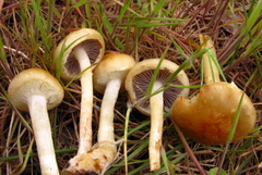 Agaricomycetes