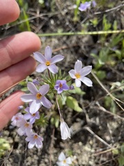 Leptosiphon androsaceus