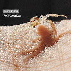 Thomisidae