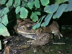 Duttaphrynus melanostictus