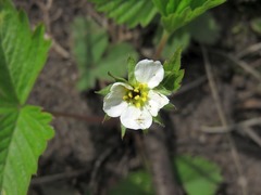 Fragaria vesca americana