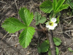 Fragaria vesca americana