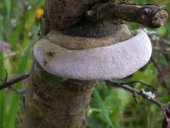 Fomitiporia hippophaeicola