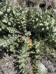 Cirsium fontinale