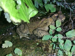 Duttaphrynus melanostictus