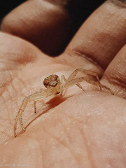 Thomisidae